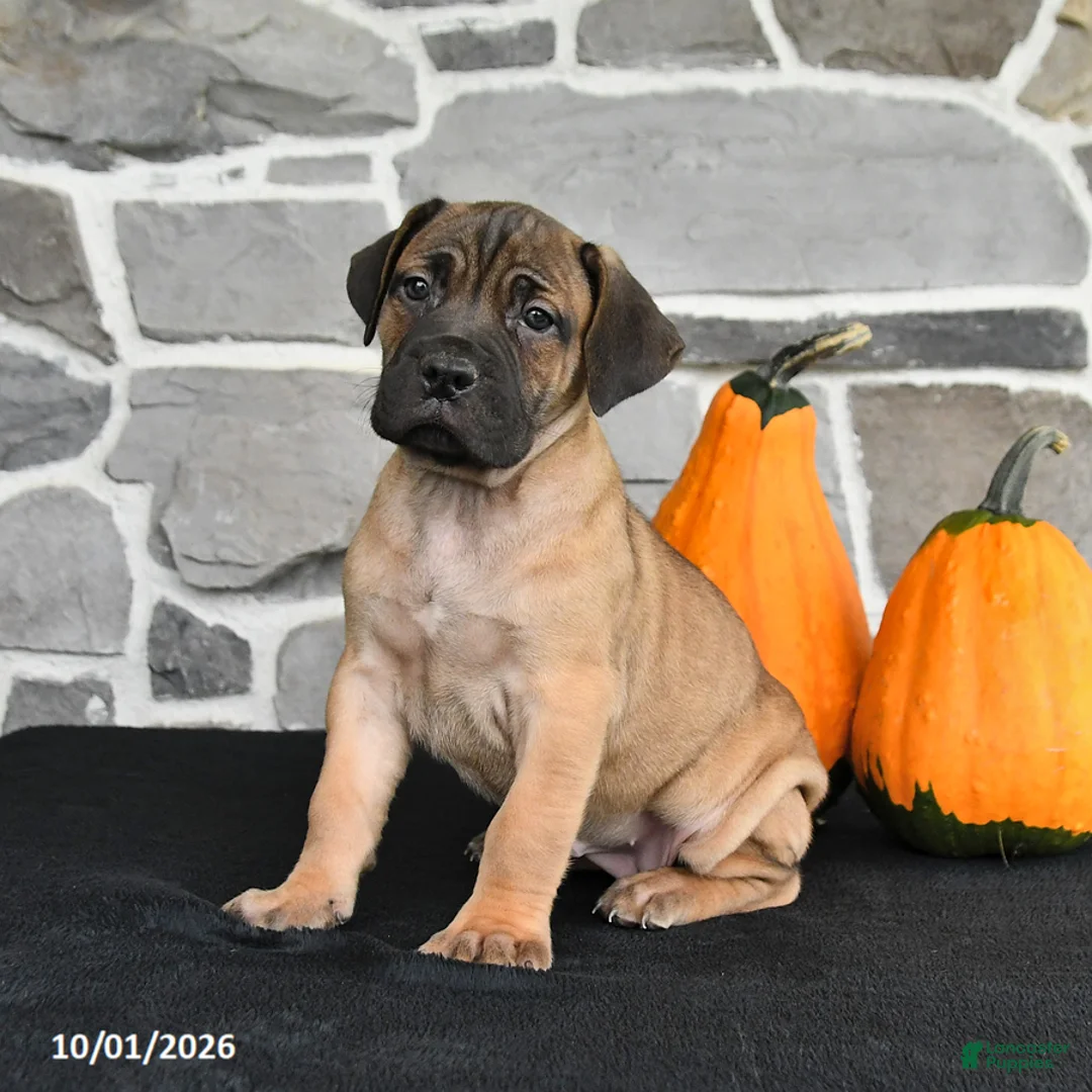 Mixed Breed dogs for sale: Sierra  - Ad 2