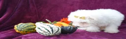 Maltese dogs for sale: Mason 🦴 - Ad 4