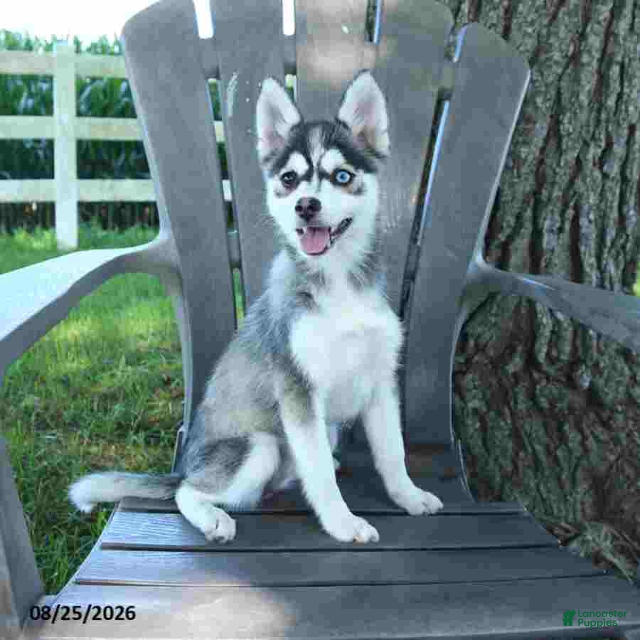 Pomsky dogs April - Ad 1