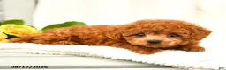 Toy Poodle dogs for sale: Travis - Ad 3