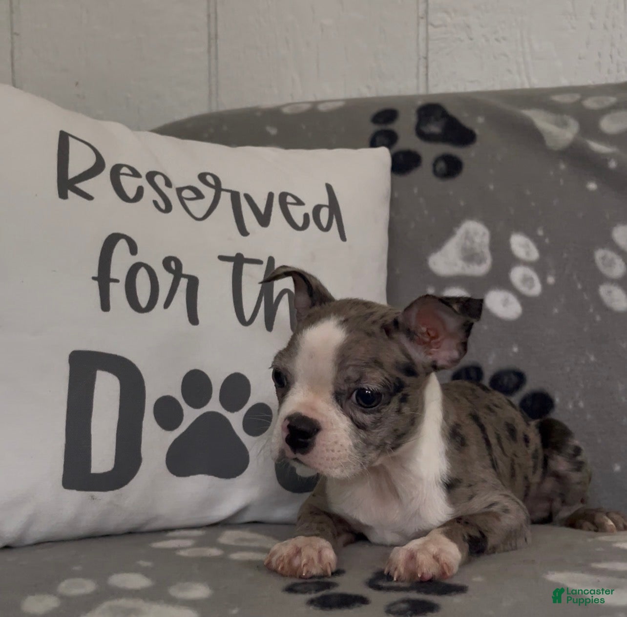 Boston Terrier dogs Avy - Ad 2