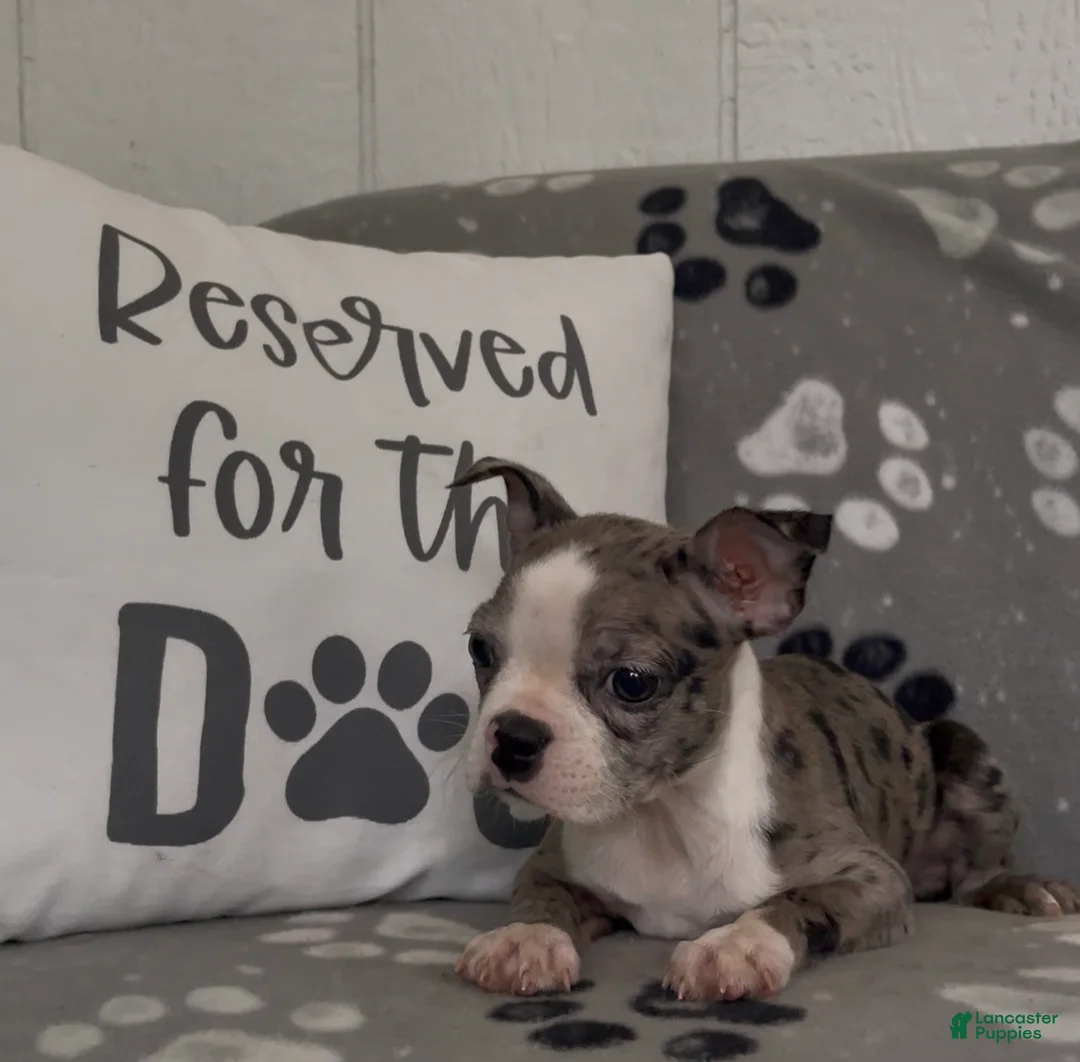 Boston Terrier dogs for sale: Avy - Ad 2