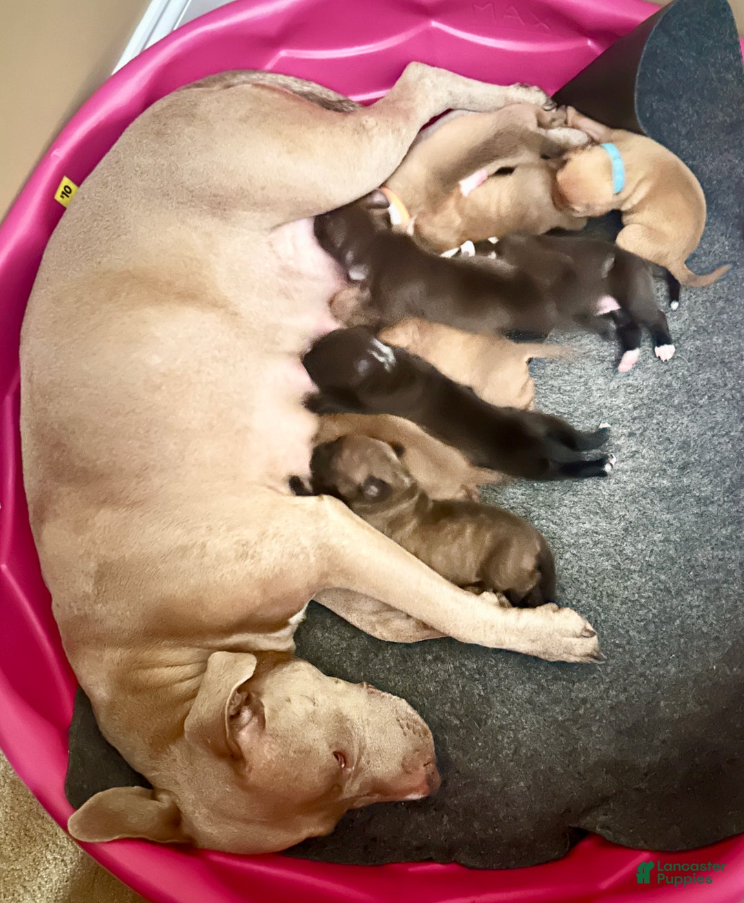 Gallery Image {{count}}