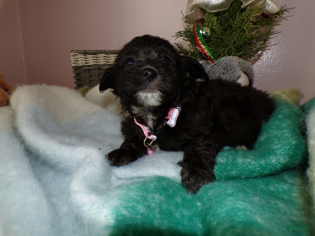 Pomapoo dogs for sale: Pomapoo Puppy 1 Kayanna - Ad 3