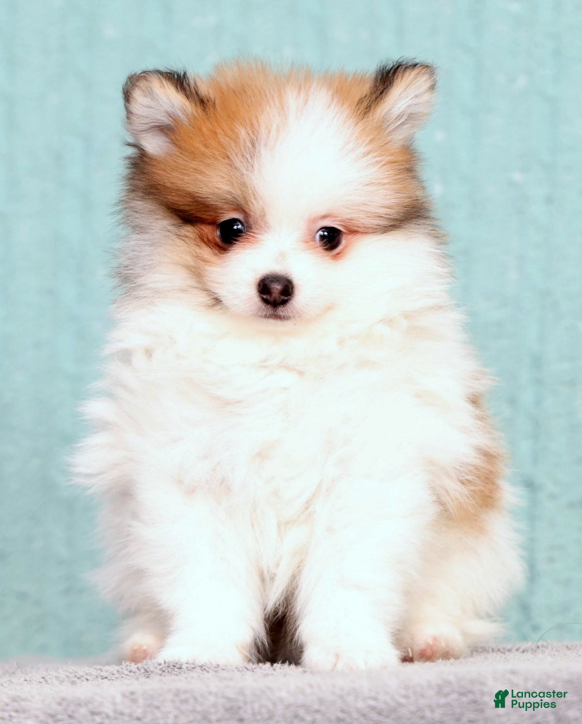 Pomeranian dogs Baxter - Ad 2