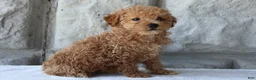 Bichpoo dogs for sale: Bonnie - Ad 8