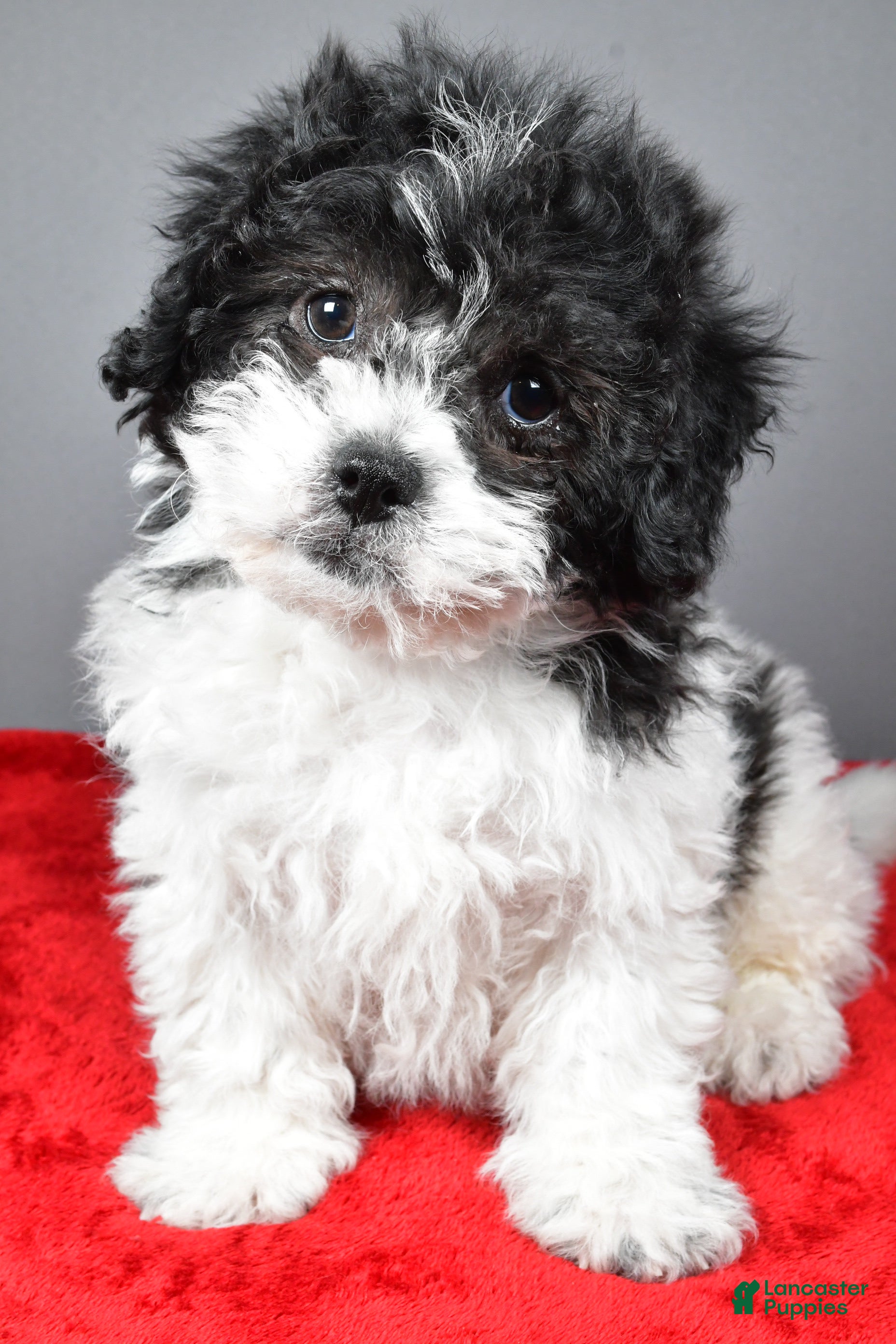 Teddy Bear dogs Cindy - Ad 18