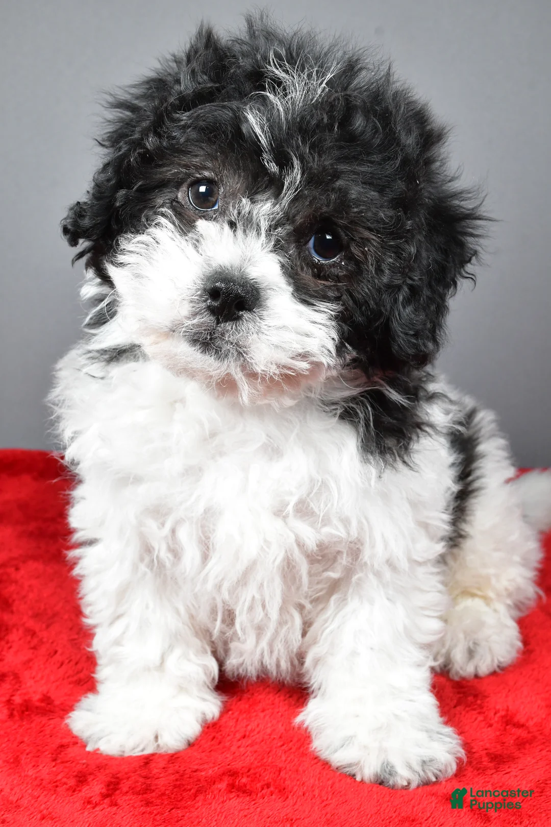 Teddy Bear dogs for sale: Cindy - Ad 1