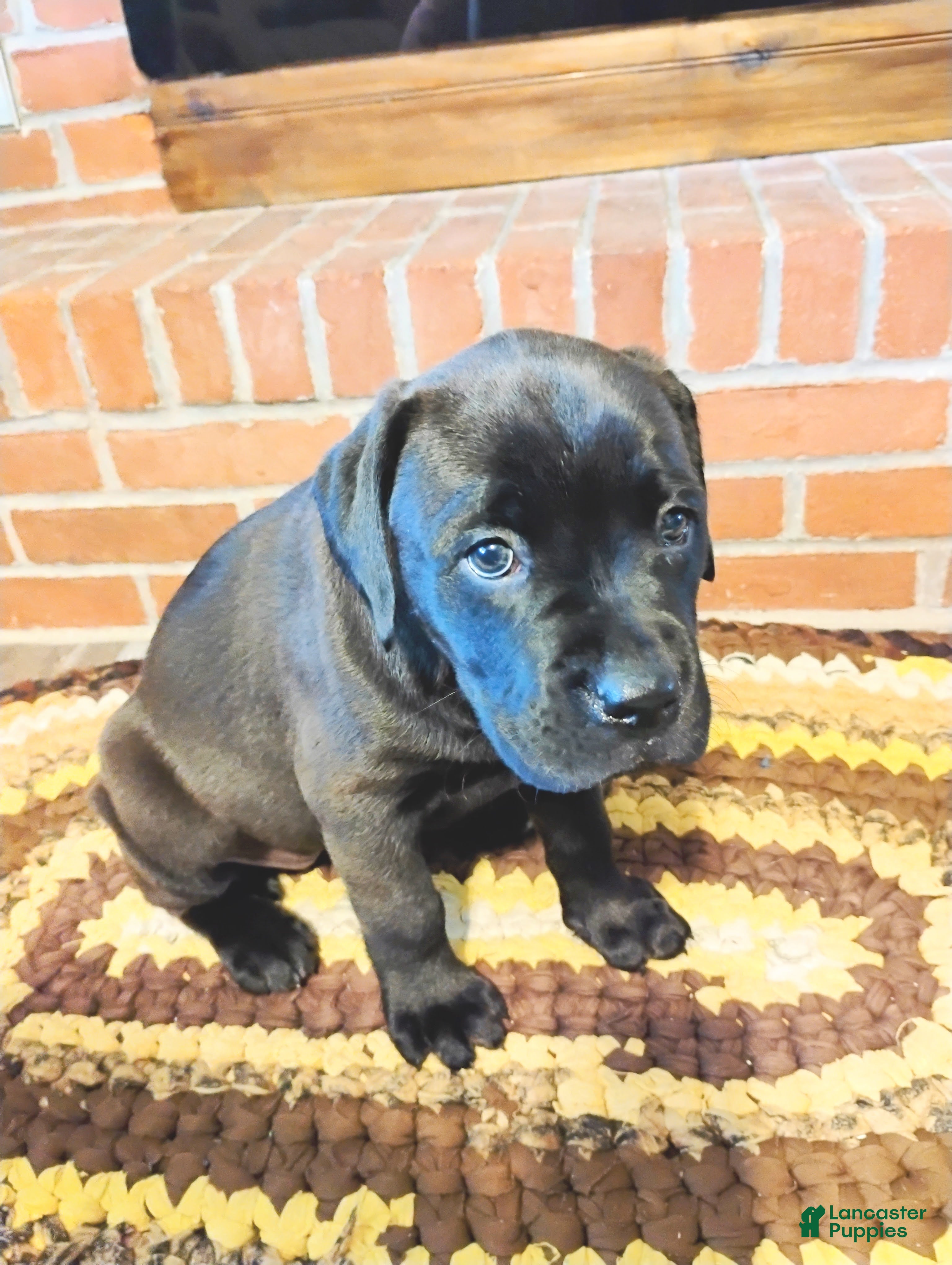Mixed Breed dogs Cheddar - Ad 12