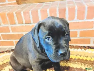 Mixed Breed dogs Cheddar - Ad 12