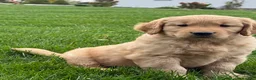Golden Retriever dogs for sale: Maven - Ad 5
