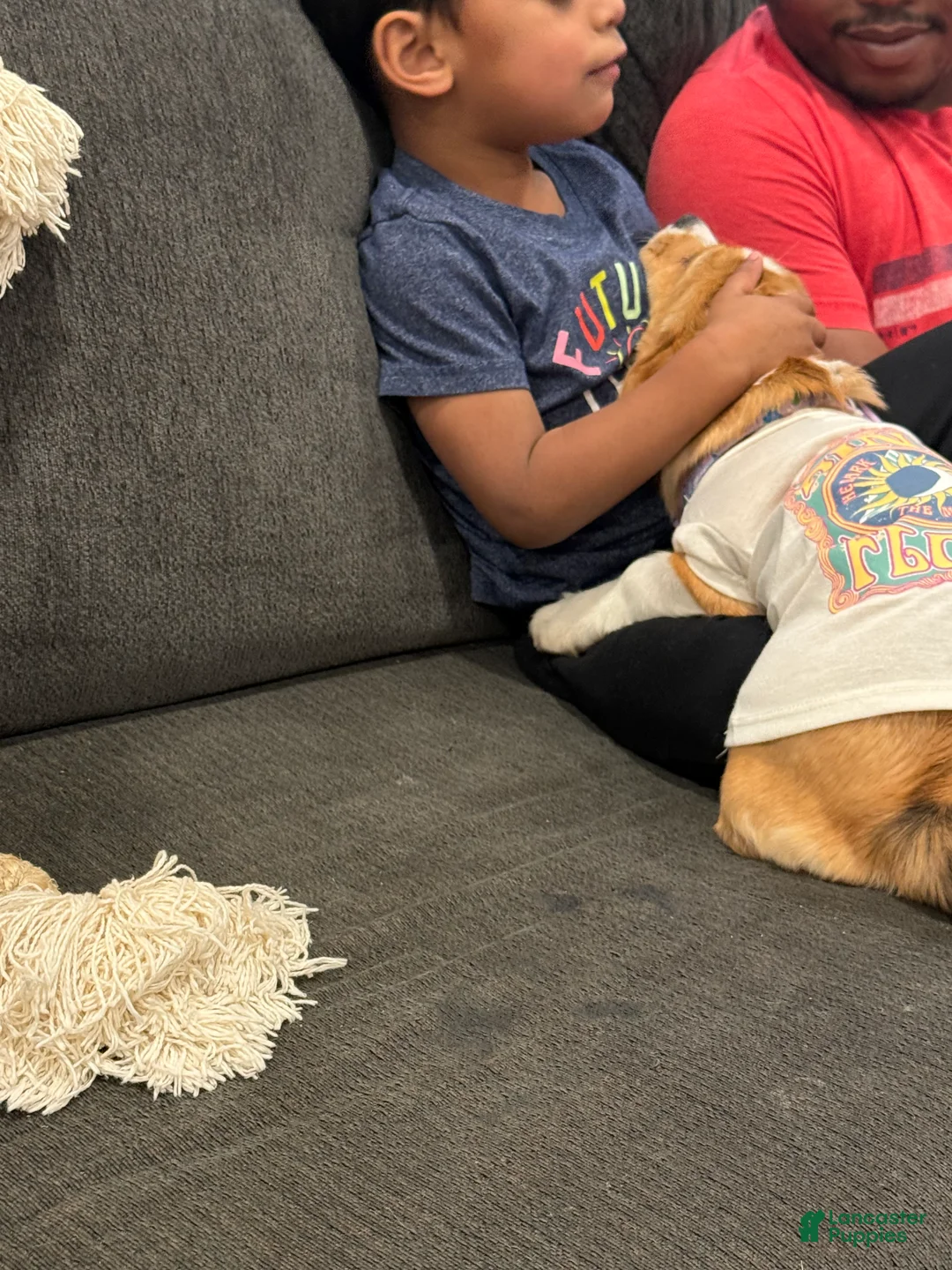 Mixed Breed dogs for sale: Ellie  - Ad 3