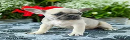 French Bulldog dogs for sale: Carly - Ad 4