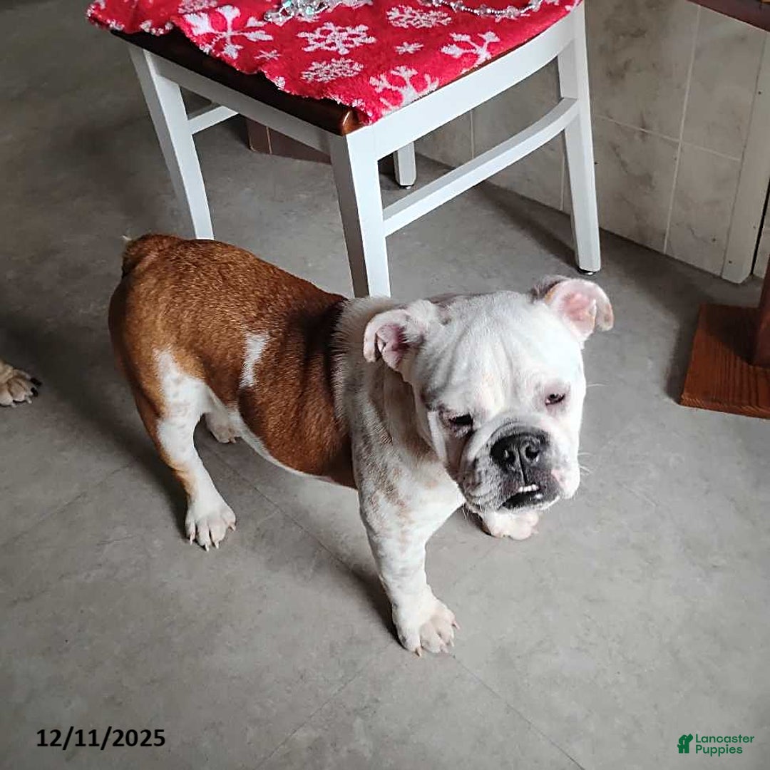 English Bulldog dogs for sale: Renita - Ad 2