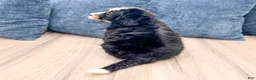 Mini Bernedoodle dogs for sale: Jordan - Ad 5