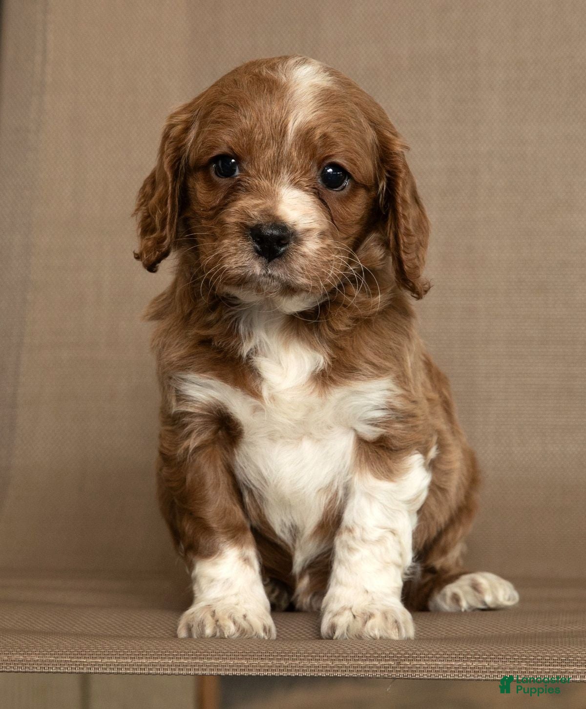 Cavapoo dogs Maverick - Ad 2