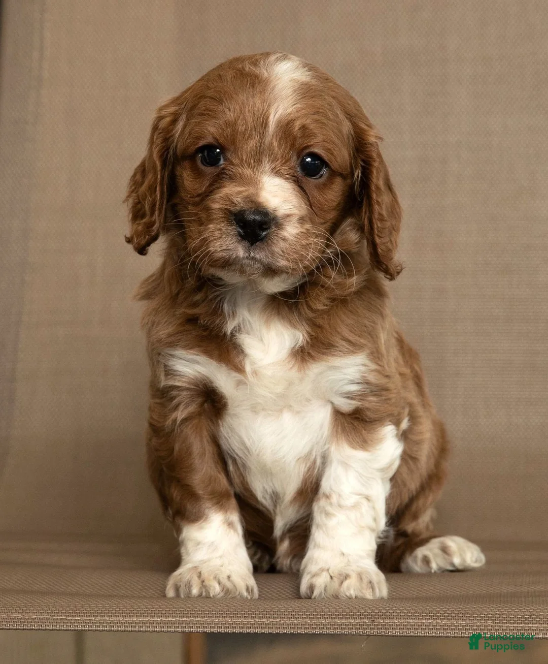 Cavapoo dogs for sale: Maverick - Ad 2