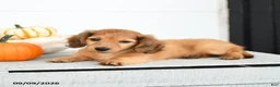 Miniature Dachshund dogs for sale: Princess - Ad 5