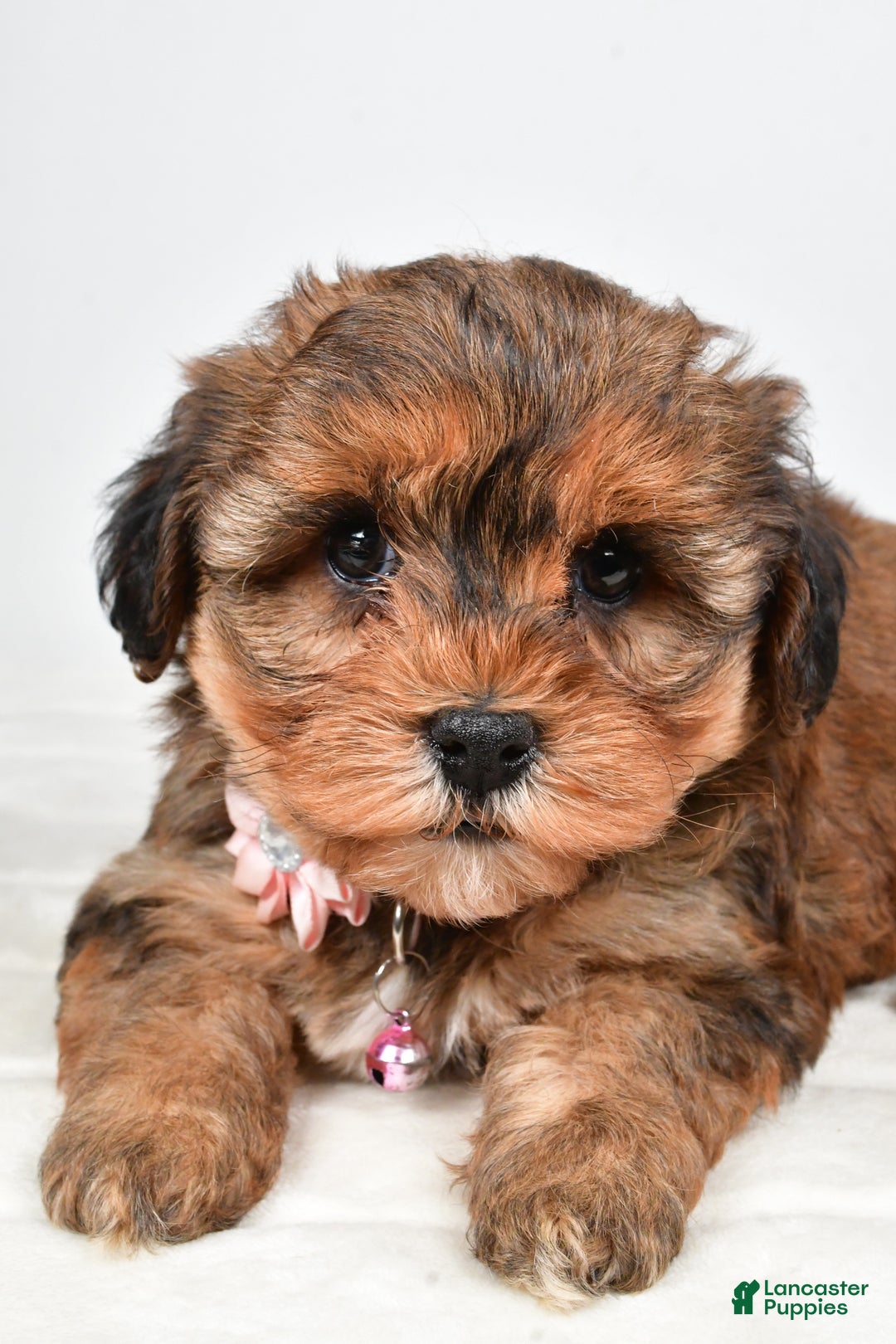 Yorkiepoo dogs for sale: Twinkle - Ad 5