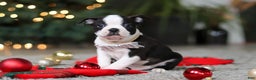 Boston Terrier dogs for sale: Max - Ad 6