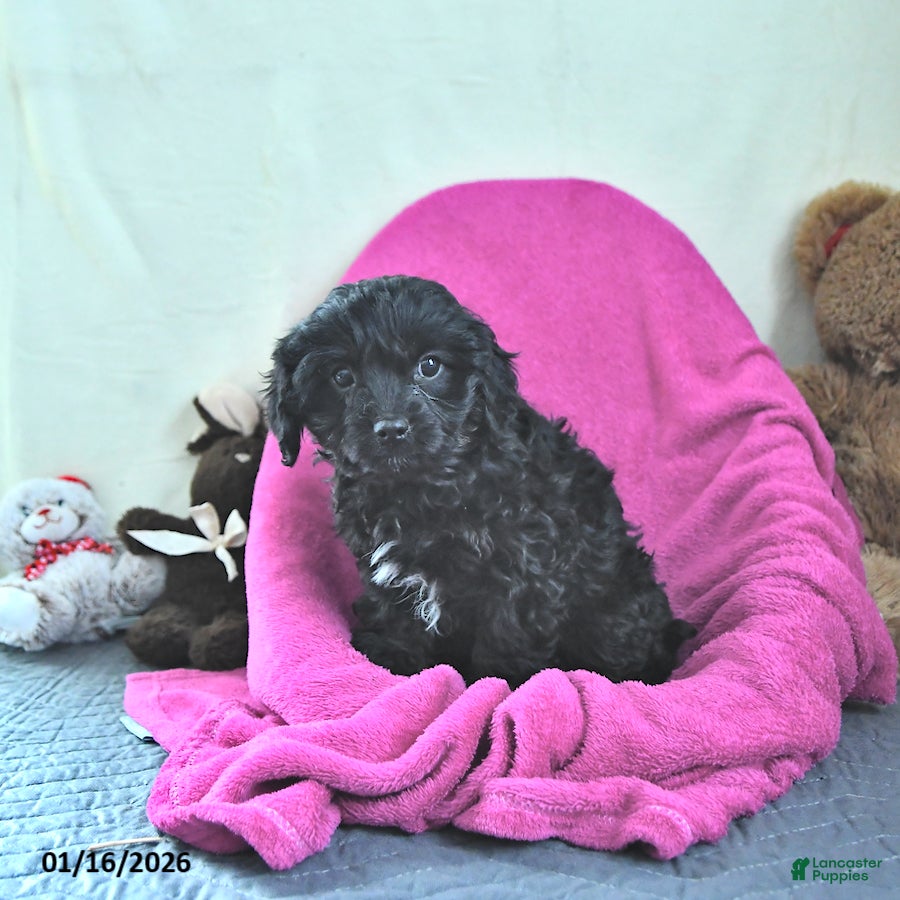 Cavapoo dogs Glenda - Ad 17