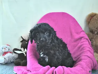 Cavapoo dogs Glenda - Ad 22