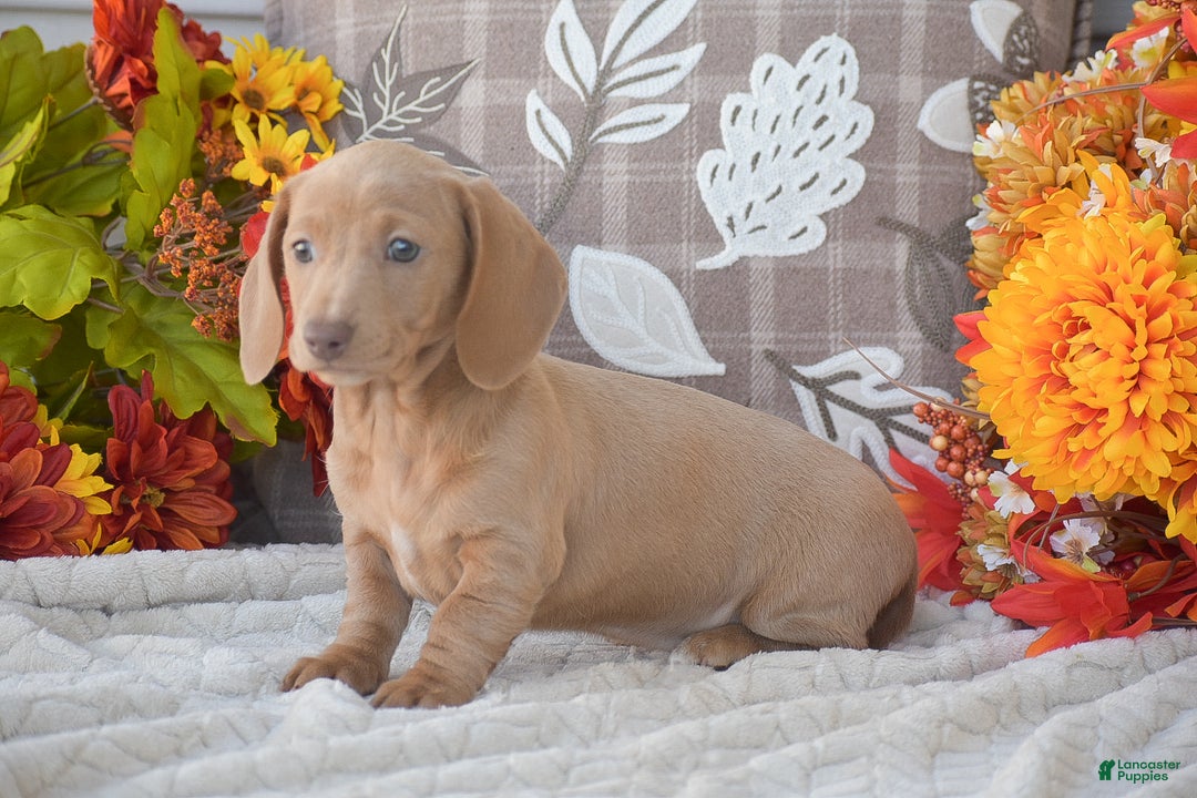 Dachshund dogs for sale: Abigail - Ad 2