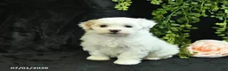 Maltipoo dogs for sale: Hannah  - Ad 3