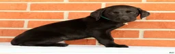 Labrador Retriever dogs for sale: Bruce - Ad 9