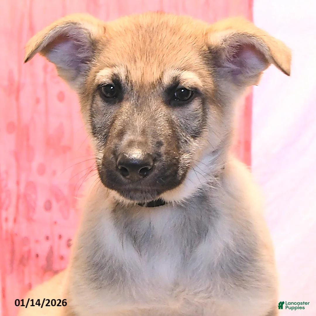 German Shepherd dogs for sale: Dasher - Ad 5