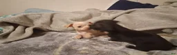 Chihuahua dogs for sale: Chihuahua 1 - Ad 3