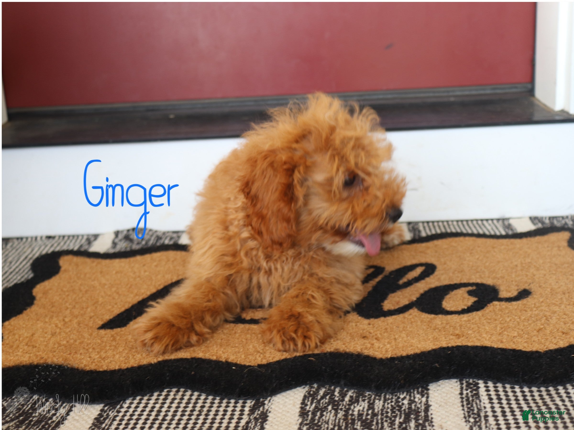 Mini Bernedoodle dogs Ginger - Ad 2
