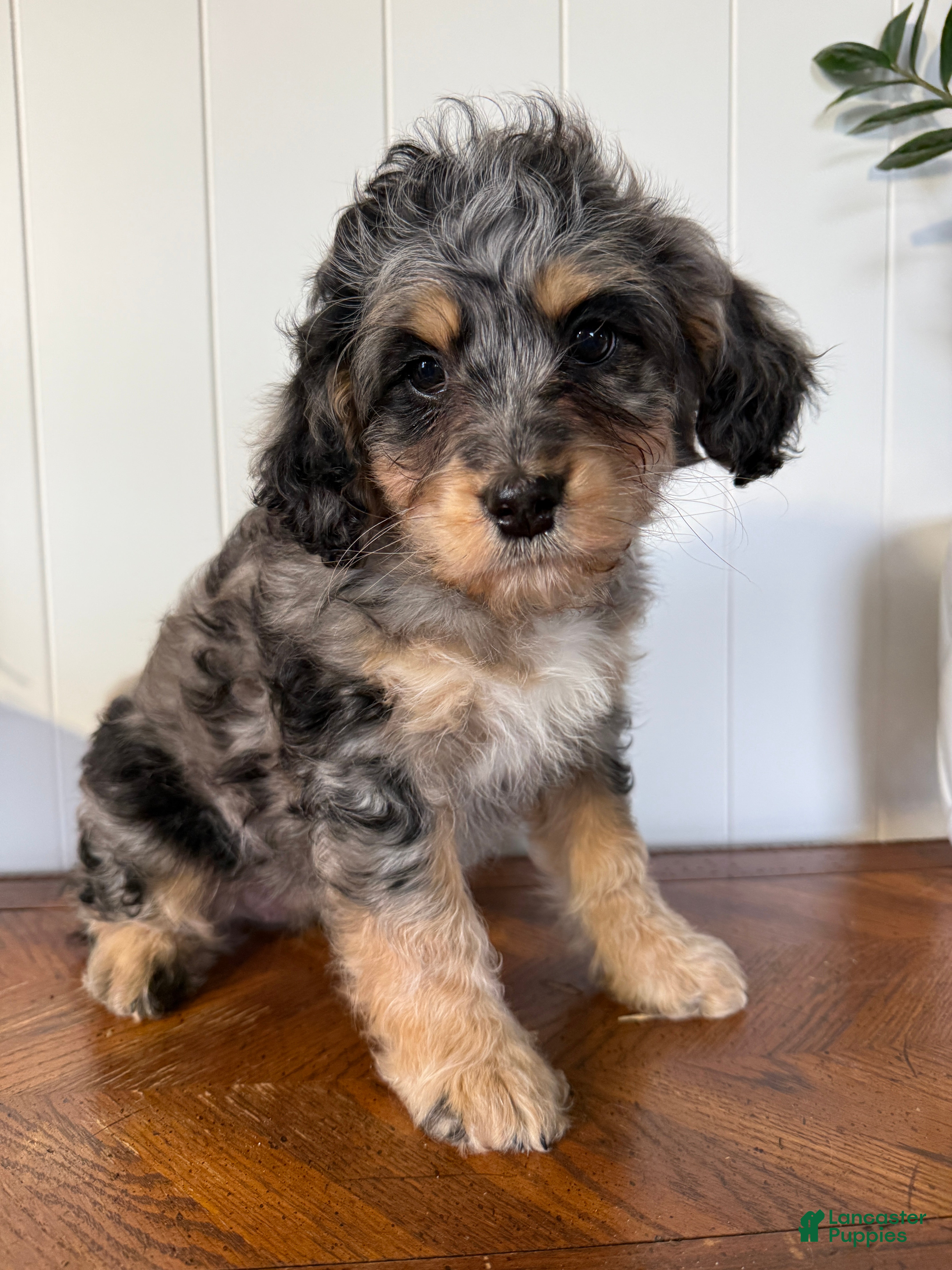 Mini Bernedoodle dogs for sale: Millie - Ad 3