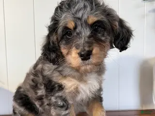 Mini Bernedoodle dogs for sale: Millie - Ad 3