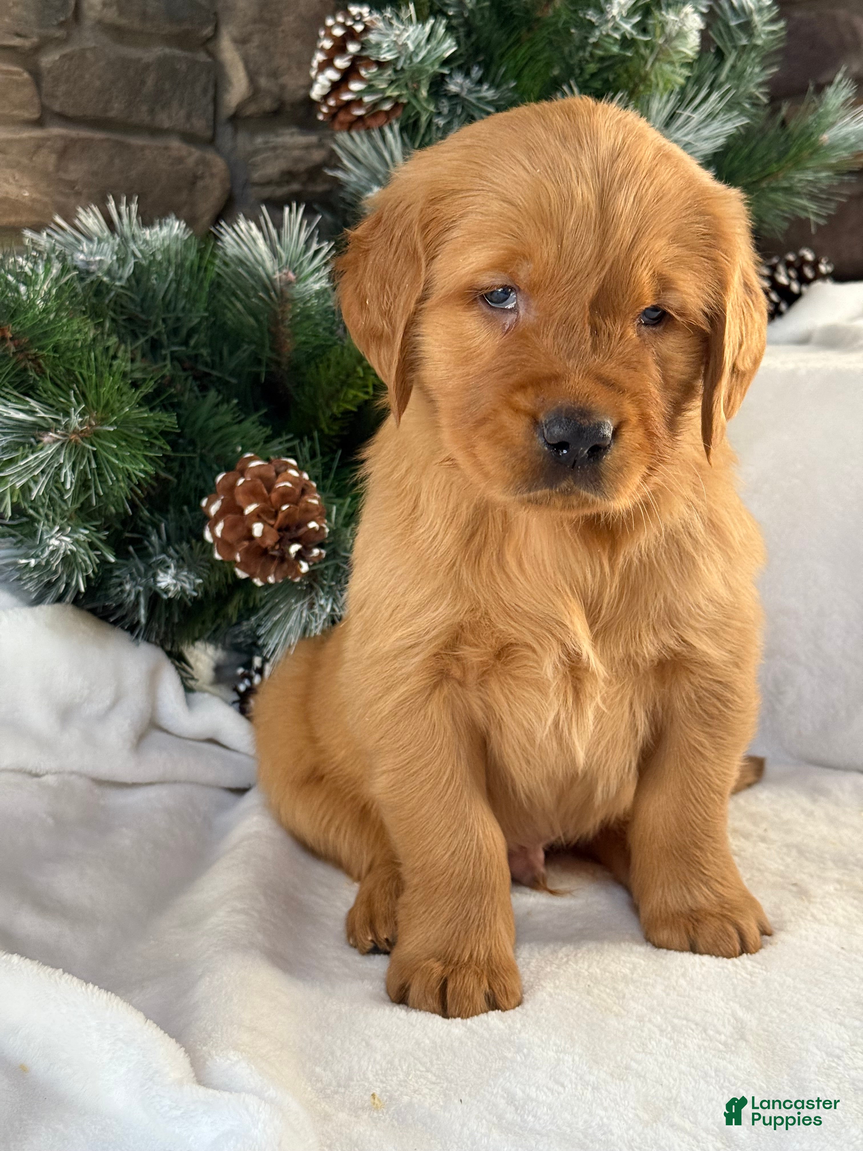 Golden Retriever dogs Jack - Ad 42