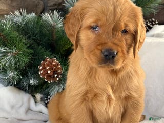Golden Retriever dogs Jack - Ad 28