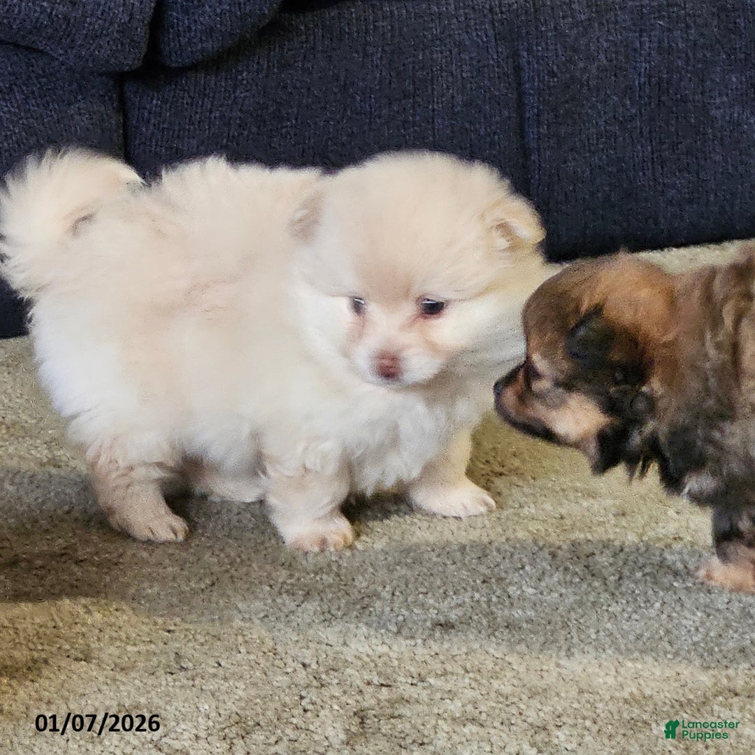 Pomeranian dogs for sale: Cameron - Ad 4