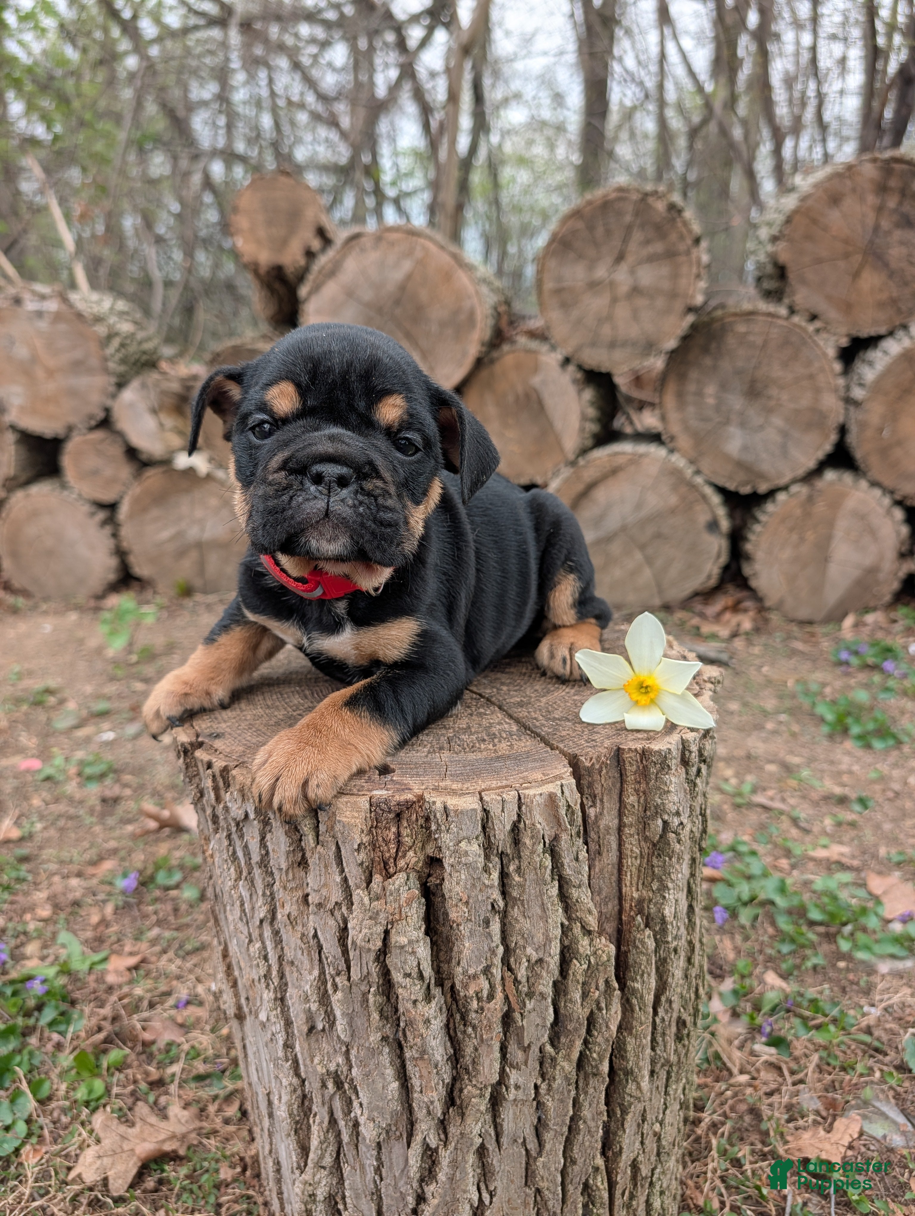 English Bulldog dogs Daphne - Ad 2