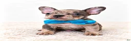 French Bulldog dogs for sale: Knox-AKC - Ad 3