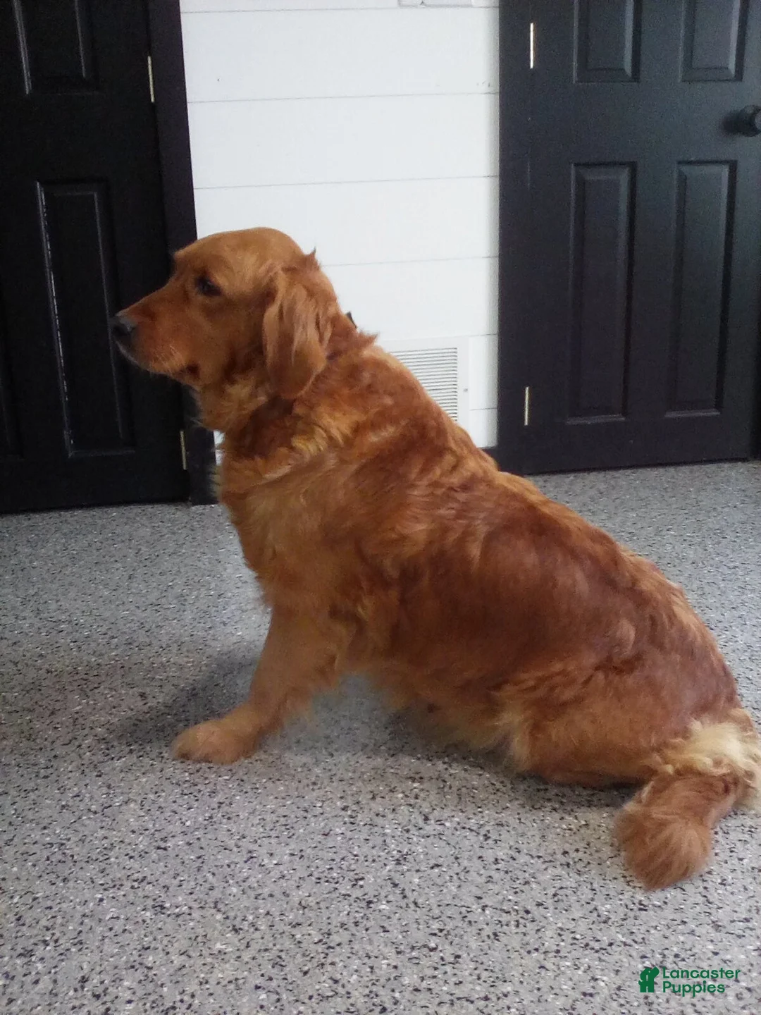 Mini Goldendoodle dogs for sale: River - Ad 6