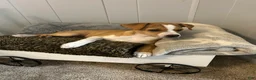 Rat Terrier dogs for sale: Thomas - Ad 5