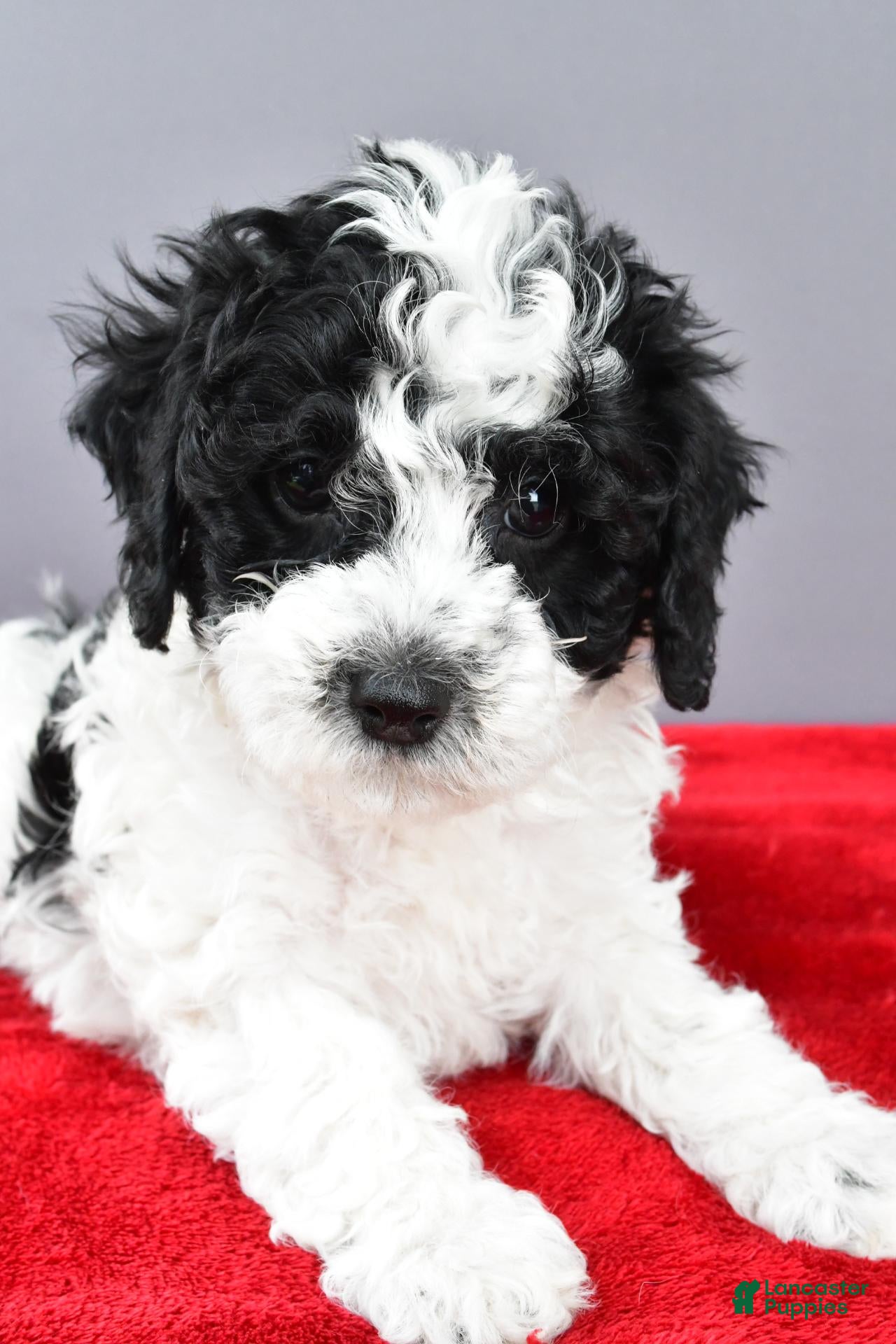 Cockapoo dogs for sale: Milo - Ad 2