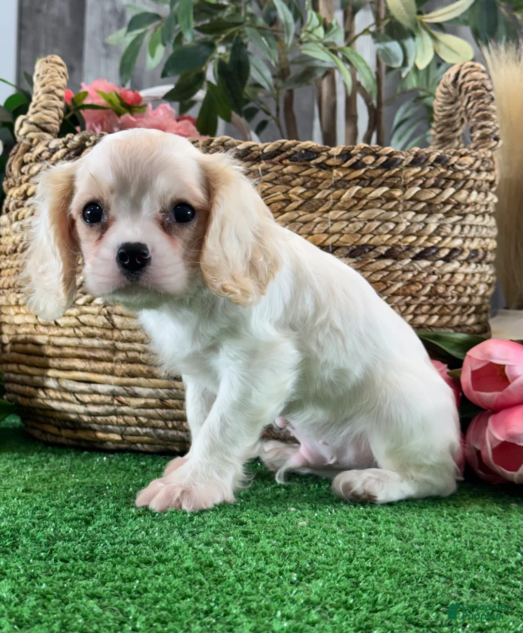 Cavalier King Charles Spaniel dogs for sale: Echo  - Ad 2