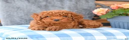 Miniature Poodle dogs for sale: Max - Ad 3