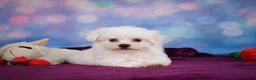 Maltese dogs for sale: ROSIE - Ad 6