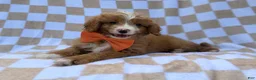 Mini Goldendoodle dogs for sale: Larry - Ad 8