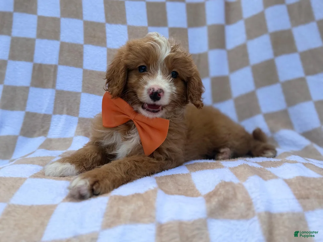 Mini Goldendoodle dogs for sale: Larry - Ad 8