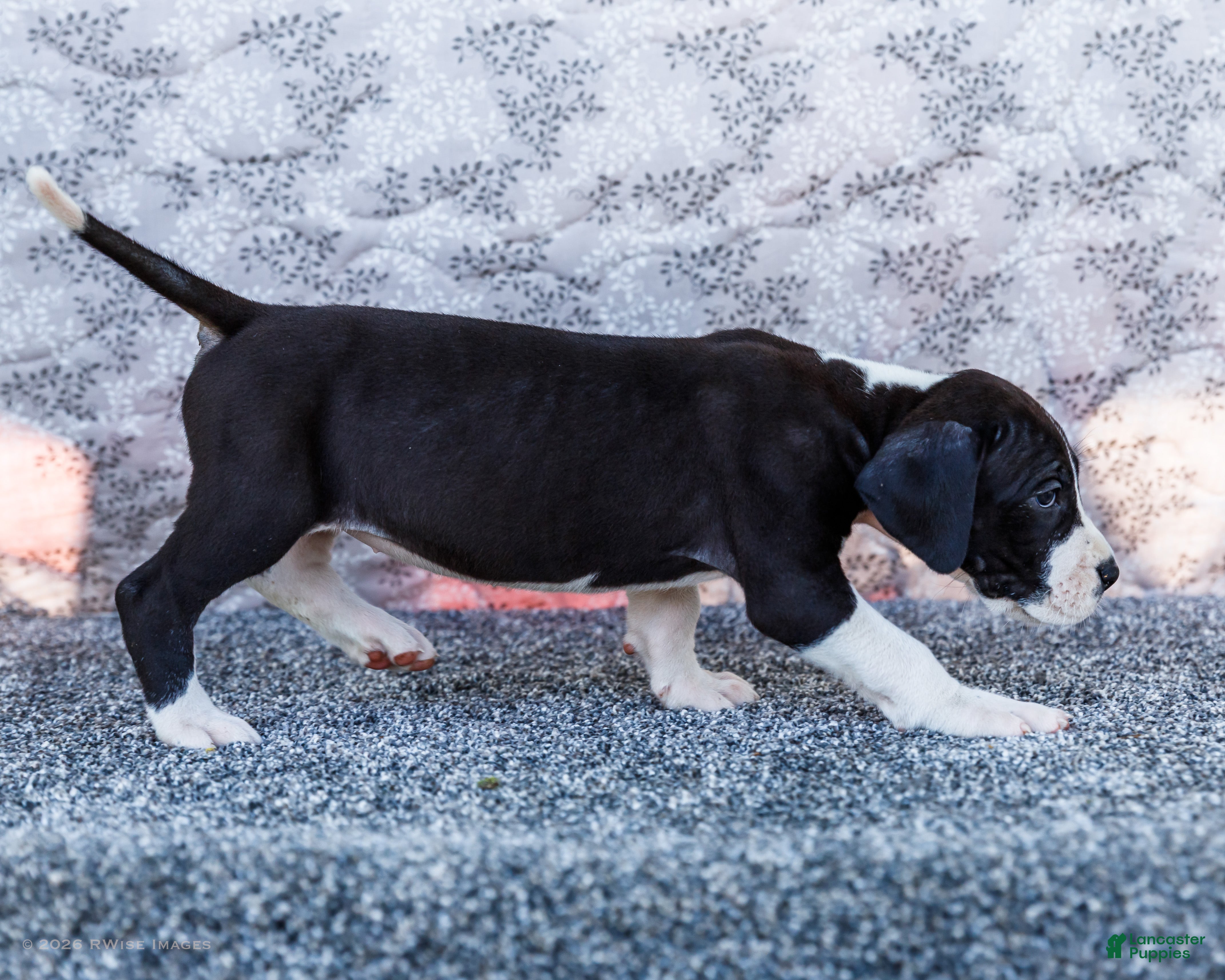 Great Dane dogs Faye - Ad 2