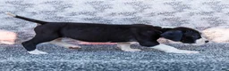 Great Dane dogs for sale: Faye - Ad 4