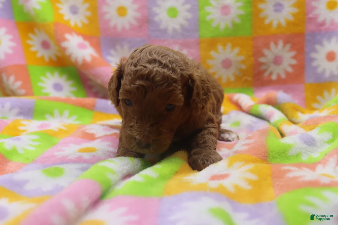 Toy Poodle dogs for sale: Victor - Ad 2